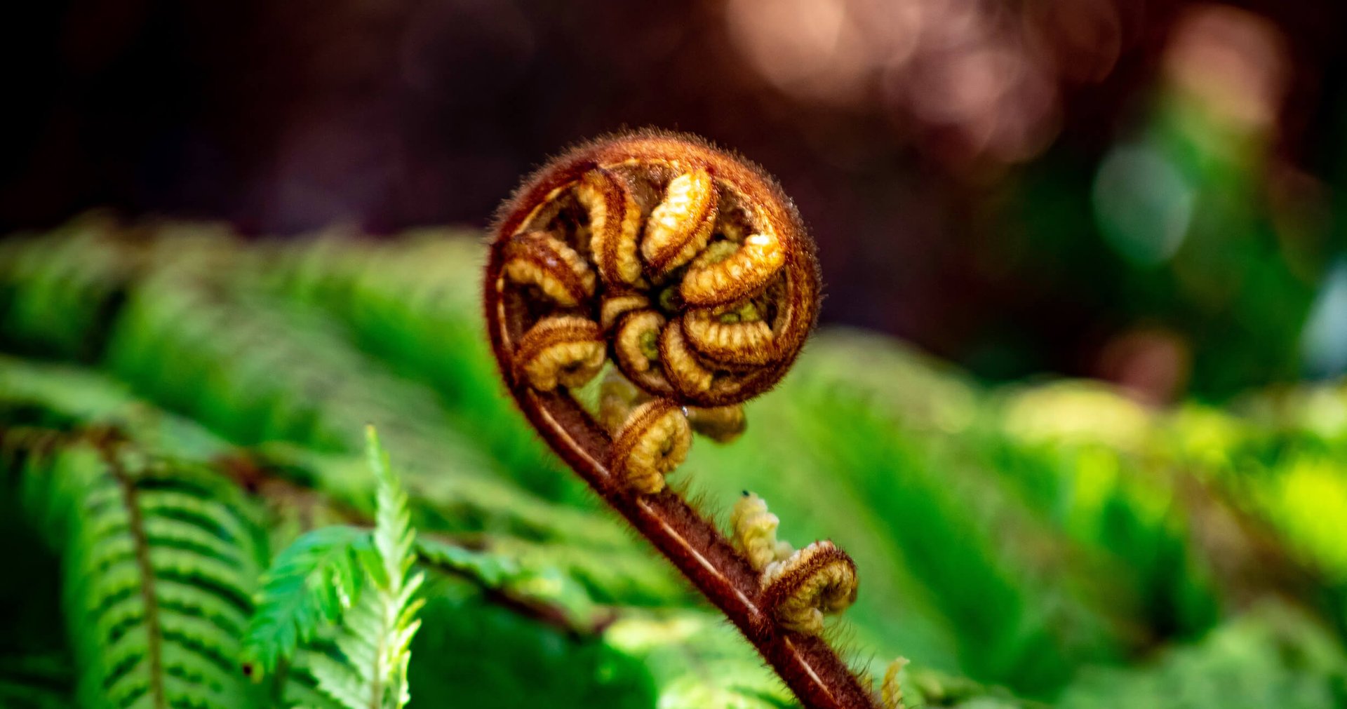 TSA releases its Aotearoa New Zealand Cultural Learning Framework